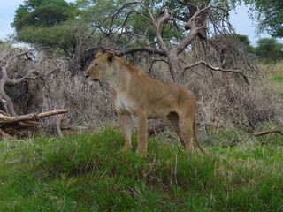 Paysage Tanzanie avec une lionne
