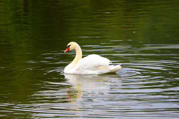 Beautiful white swan swims in the water in the park Uman, Ukraine. Swan lake in spring, summer, autumn