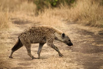 Selbstklebende Fototapete Hyäne Tüpfelhyäne, Masaimara, Afrika