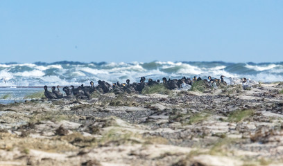 Obraz premium kormorane am meer