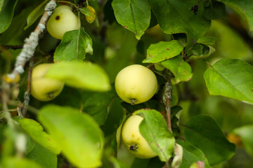 Beautiful view of home garden park with lovely apples in trees.