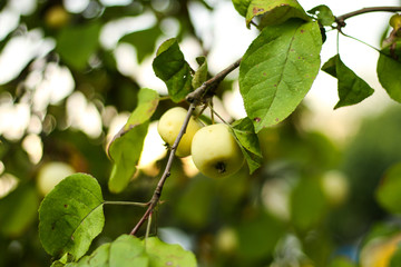 Beautiful view of home garden park with lovely apples in trees.