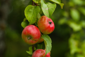 Beautiful view of home garden park with lovely apples in trees.
