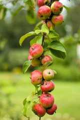 Beautiful view of home garden park with lovely apples in trees.