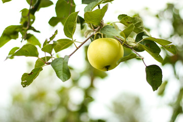 Beautiful view of home garden park with lovely apples in trees.