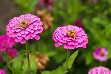 Obraz premium Piękny fioletowy kwiat w ogrodzie gospodarstwa wiejskiego.