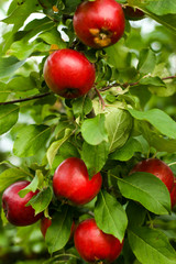 Beautiful view of home garden park with lovely apples in trees.