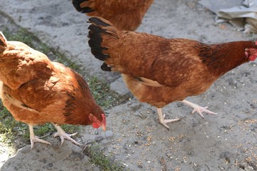 Group of red hens wandering around farm and eating grain, eco eggs produce