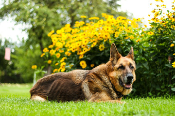 Beautiful view of lovely German shepherd dog Zara sitting in a countryside city house park garden.