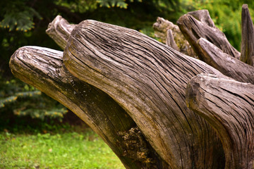 Unusual stump. Photo of weird stump in the public park. Close-up. Side view.
