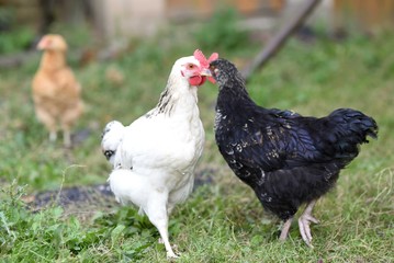 Group of young chicken wandering outdoors at the farm