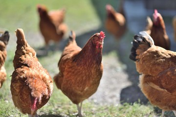 Closeup of hens, hens wandering outdoor, eco farming
