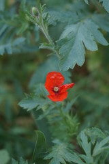 red flower