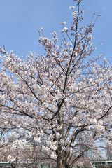 桜ノ宮の桜