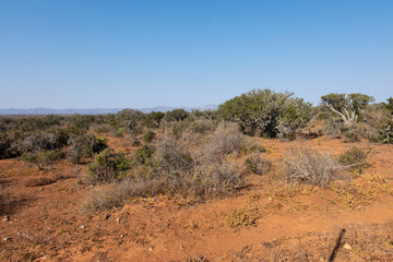 Karoo vegetation in the Eastern Cape of South Africa
