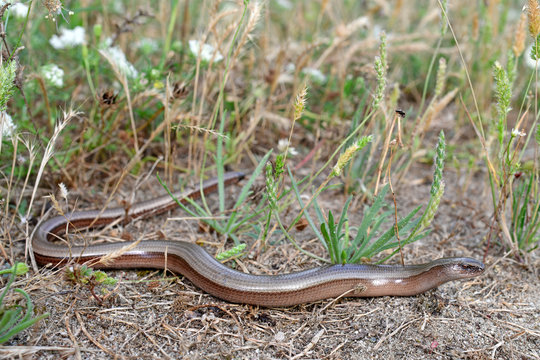 Griechische Blindschleiche (Anguis graeca) Thessalien, Griechenland- Greek Slow Worm
