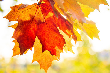 Autumn background, Colors of Fall. Colored leaves . Close up of autumn leaves