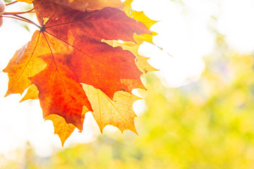 Autumn background, Colors of Fall. Colored leaves . Close up of autumn leaves