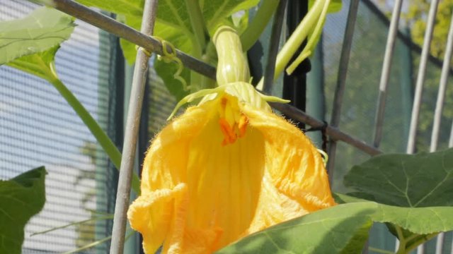 Split female flower blossom at the end of a baby butternut squash fruit blows in the wind. The cut in the petals reveals the carpels and area for pollen collection. Looks like ballroom gown with slit.