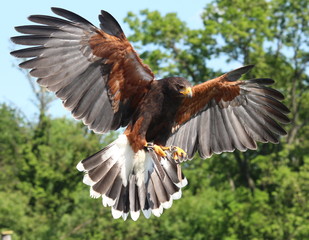 Adler