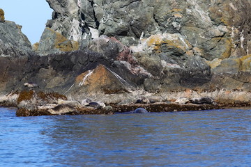 Spotted seals Phoca largha in natural habitat. Group of seals on the rocky coast. Wild animals on the rock island in sea. 