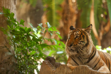 The big tiger is in the zoo