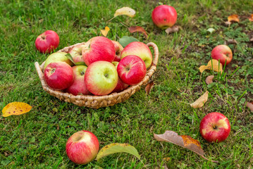 Red apples in a wicker basket on green grass. Autumn harvest. Selective focus. 