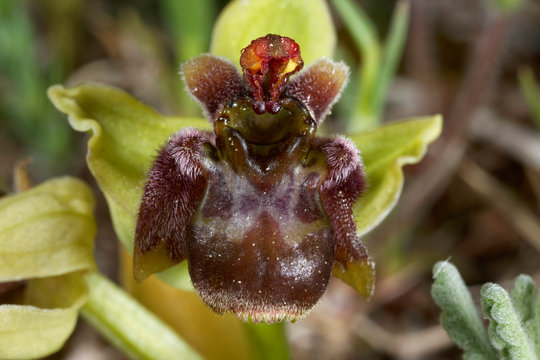 Bumblebee orchid in Cape Kamenjak, istra