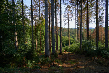 A beautiful view through some trees in a german forest near arnsberg, nrw