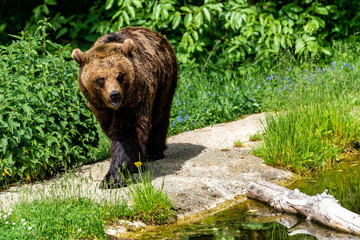 Bär im Bärenwald Arbesbach