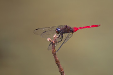 Red Arrow Dragonfly on twig near Kuranda in Tropical North Queensland, Australia