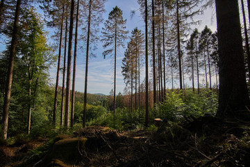 Lichtung im Arnsberger Wald, Herbststimmung