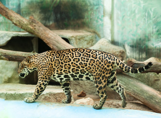 leopard in the zoo in thailand