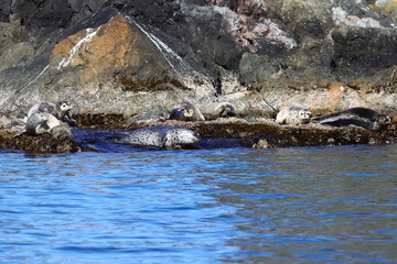 Spotted seals Phoca largha in natural habitat. Group of seals on the rocky coast. Wild animals on the rock island in sea. 
