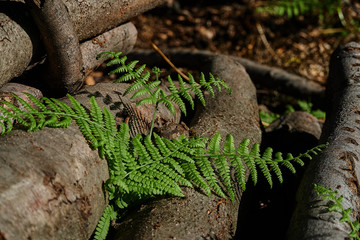 Farn wächst zwischen liegenden Baumstämmen in einem Wald in Deutschland im Herbst.