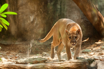 white tiger walking in the zoo cage