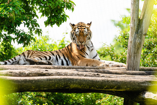 Tiger im Tiergarten Sch&ouml;nbrunn