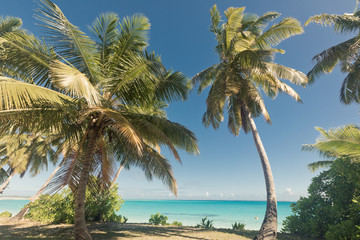 Palm tree on Cocos (Keeling) islands, Direction island