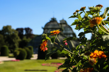 Fototapeta na wymiar Palmenhaus Tiergarten Schönbrunn mit Blumen