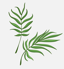 branch with green leaves