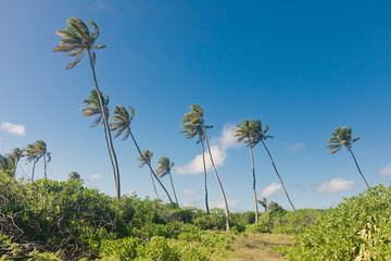 Fototapeta na wymiar Palm tree on Cocos (Keeling) islands, Direction island
