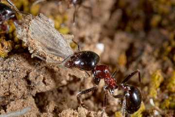Close-up of the ant in Istria