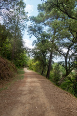 Fototapeta na wymiar The green way of the carrilet path of Olot