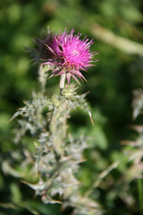 blooming wild flower in auvergne (france)