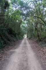Fototapeta premium The green way of the carrilet path of Olot