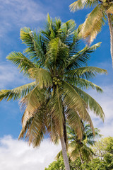 Palm tree on Cocos (Keeling) islands, Direction island