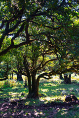 tree in park