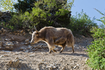Yak from Upper Mustang