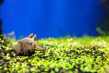 Marine background with coral reef sheatfish with copy space for text. Sea and ocean life wallpaper with blue water, fish and small green rocks. Underwater inhabitant. Diving, oceanarium or aquarium