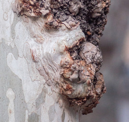 Platano con sembianze volto umano